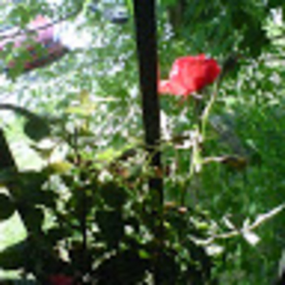 Meet your Posher, Michelle - Picture 1 of 1